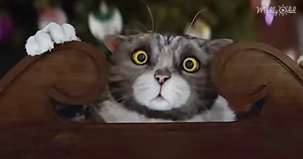 Adorable Clumsy Cat Nearly Ruins Christmas, But Wait for The Twist