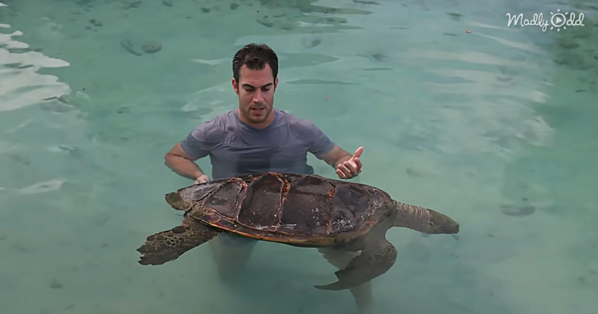 Turtle Saluting I Didn’t Know a Grown Man Talking to a Sea Turtle with a Silly Voice ...