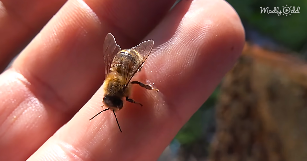A Little Patience Can Save A Bee’s Life After They Sting You