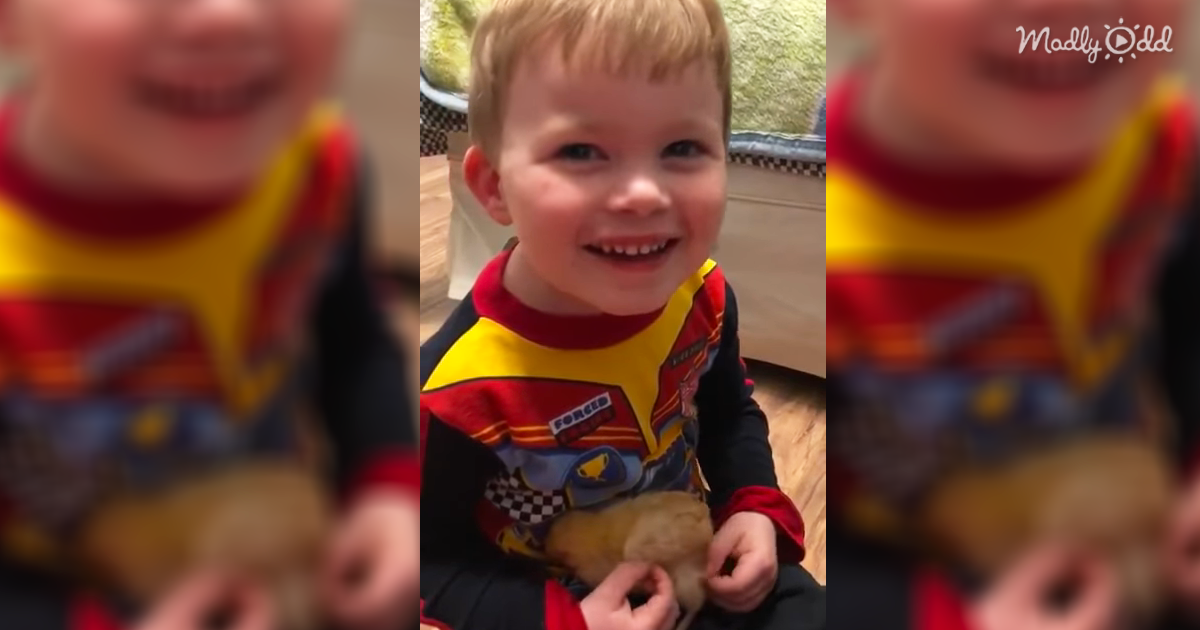 When This Adorable Toddler Starts Singing To His Baby Chick, He Overwhelmed Us With His Cuteness
