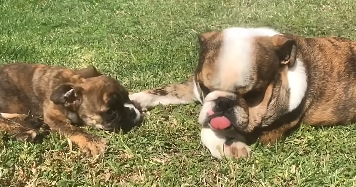 Tiny Bulldog Makes Up For Small Size With Big Voice