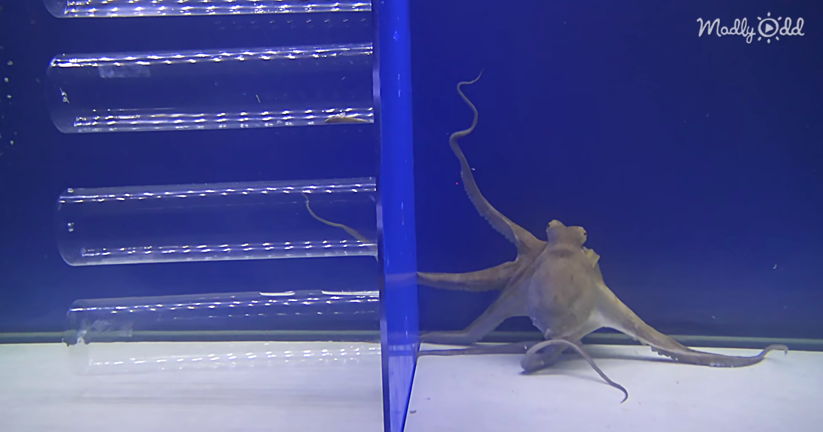 Scientists Test An Octopus’ Memory With Tasty Snack Experiment Madly Odd!