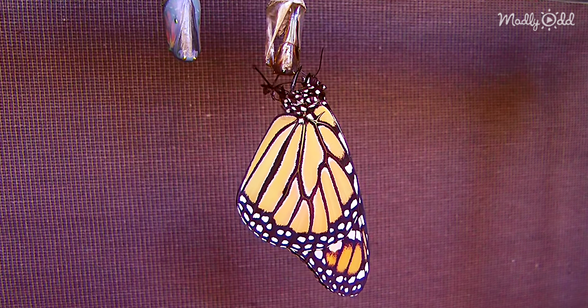 Monarch Butterflies Transform From Cute Stripey Caterpillars Into Majestic Kings Of The Skies