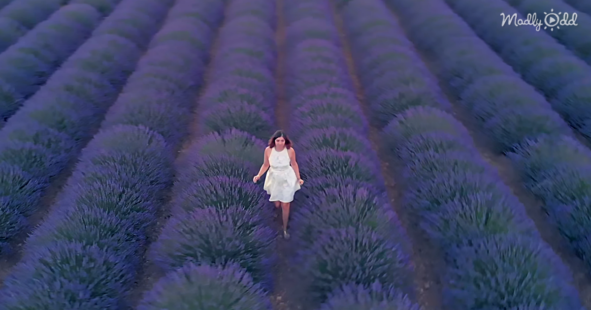 This Drone Flies Over The Spectacular Lavender Fields In France