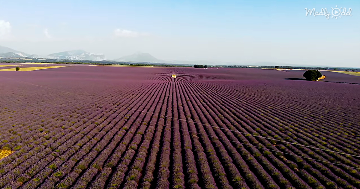 A Lavender Field Flythrough Filmed With The DJI Mavic Air 