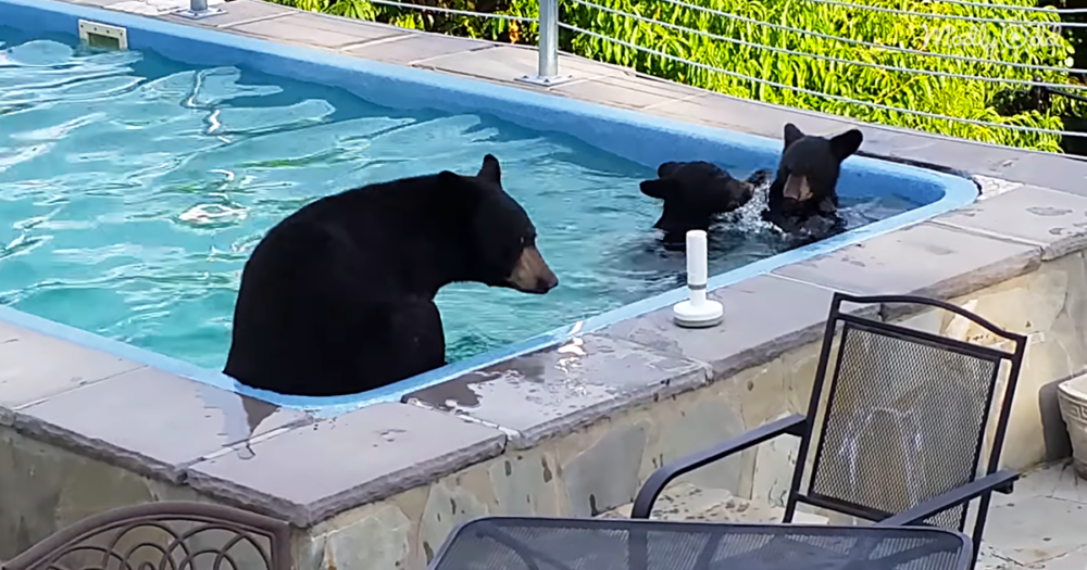Adorable Bears Beat The Summer Heat With A Swim In A Family Pool