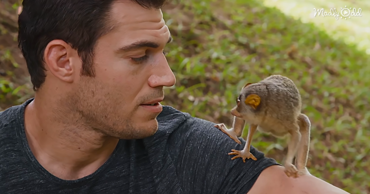 Meet The World’s Only Venomous Primate, The Adorable Tiny Loris Madly
