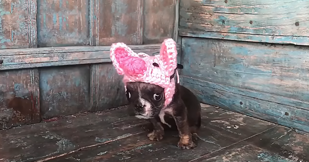 Tiny Bulldog Makes Up For Small Size With Big Voice