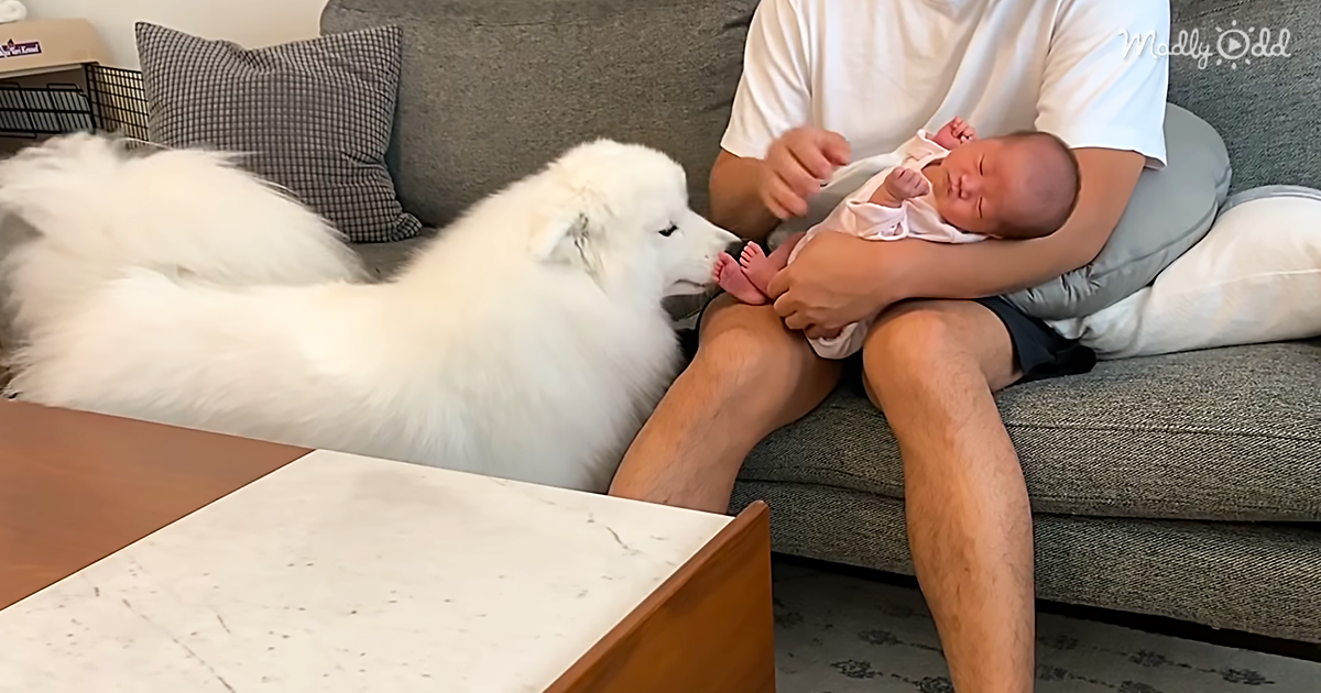This Loving Dog Just Wants To Protect The New Baby