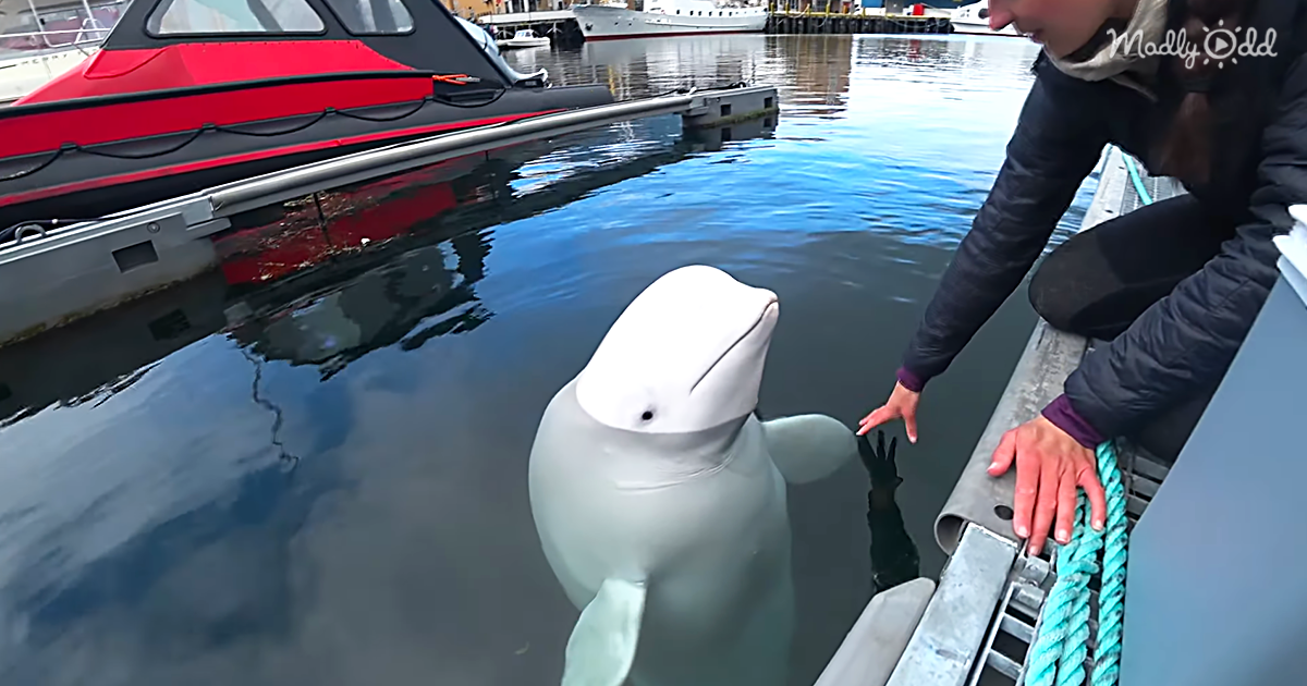 Hvaldimir The Friendly Beluga Whale Adopted By Remote Town In Northern Northway
