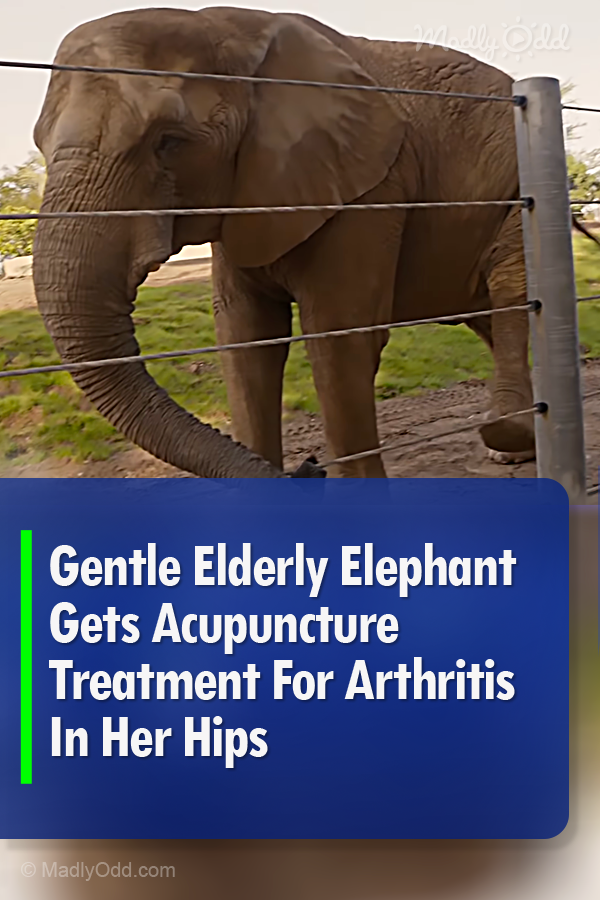 Gentle Elderly Elephant Gets Acupuncture Treatment For Arthritis In Her Hips