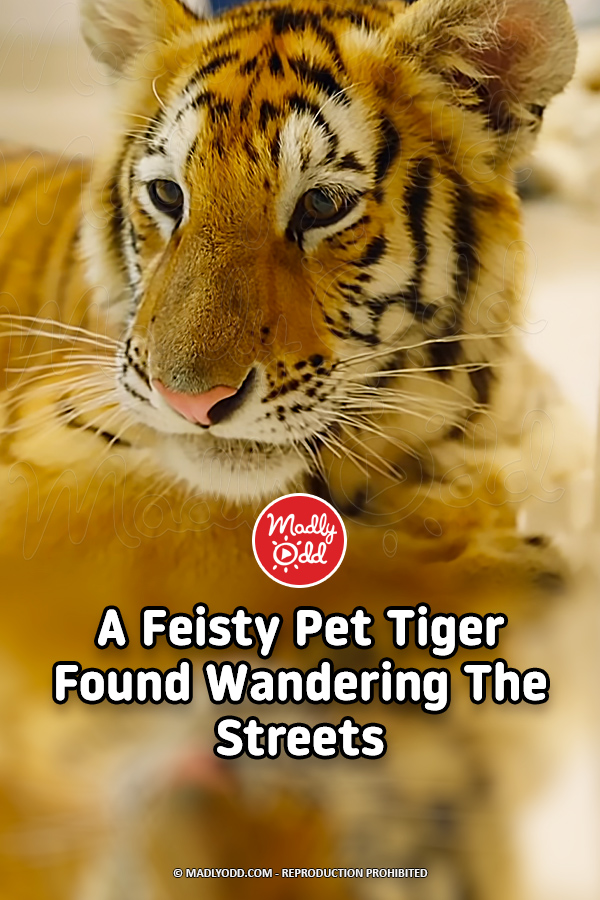 A Feisty Pet Tiger Found Wandering The Streets