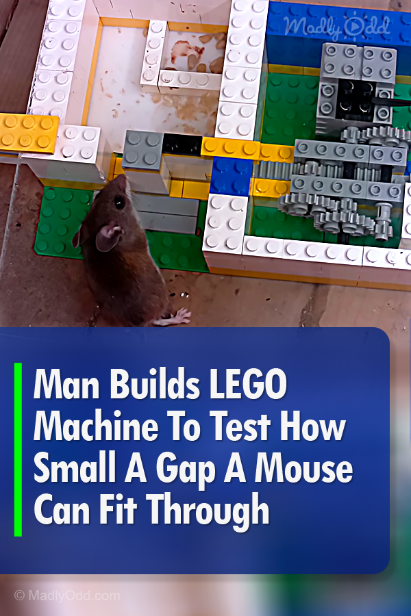 Man Builds LEGO Machine To Test How Small A Gap A Mouse Can Fit Through