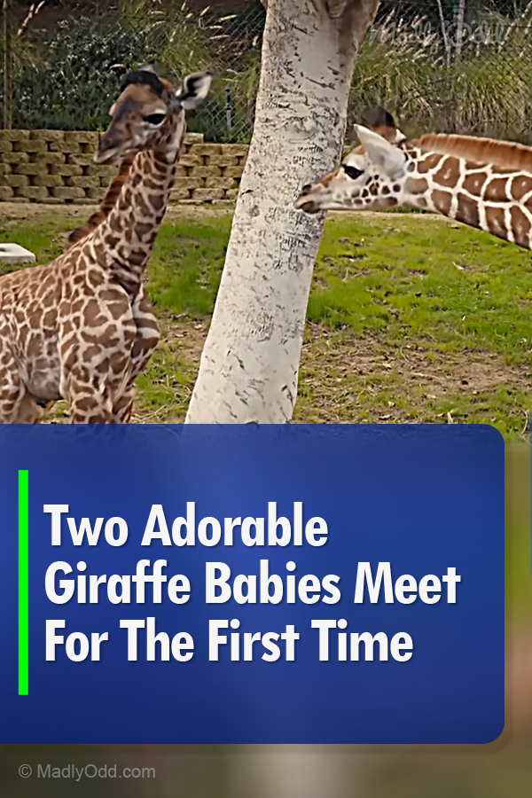 Two Adorable Giraffe Babies Meet For The First Time