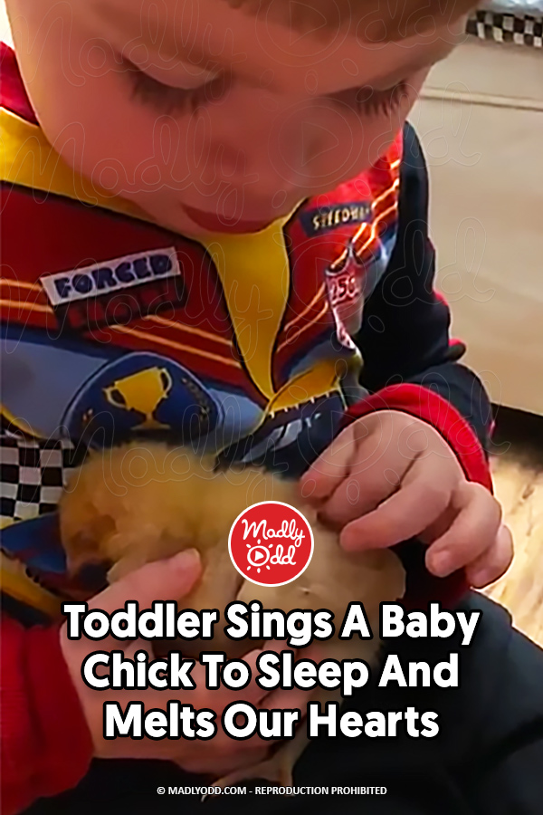 Toddler Sings A Baby Chick To Sleep And Melts Our Hearts
