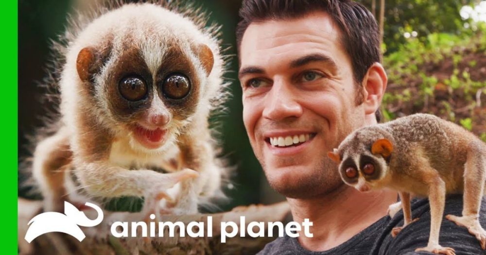 Meet The World’s Only Venomous Primate, The Adorable Tiny Loris Madly