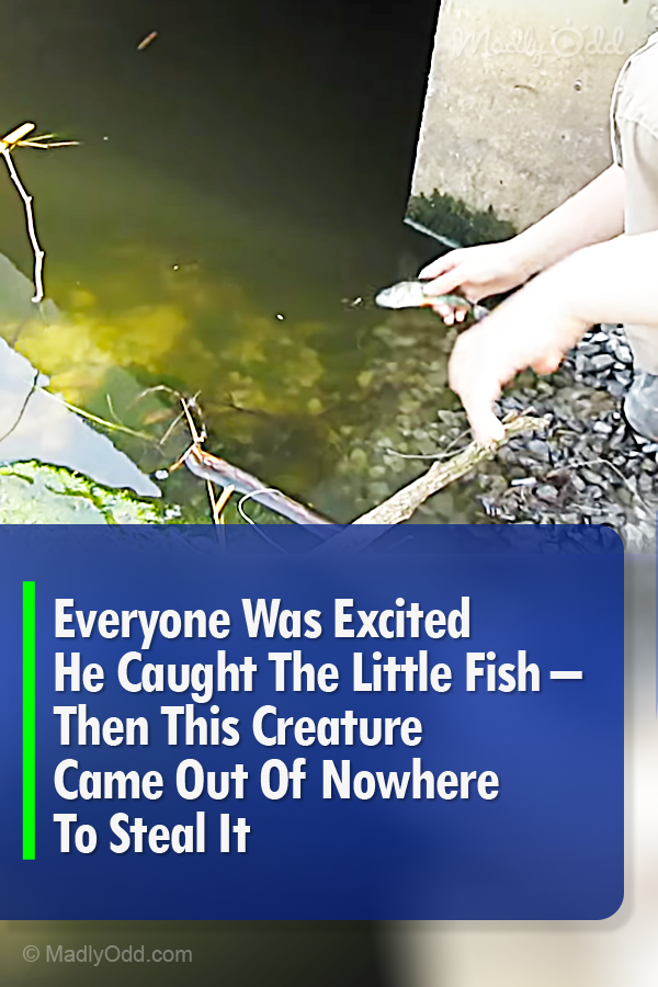 Everyone Was Excited He Caught The Little Fish – Then This Creature Came Out Of Nowhere To Steal It