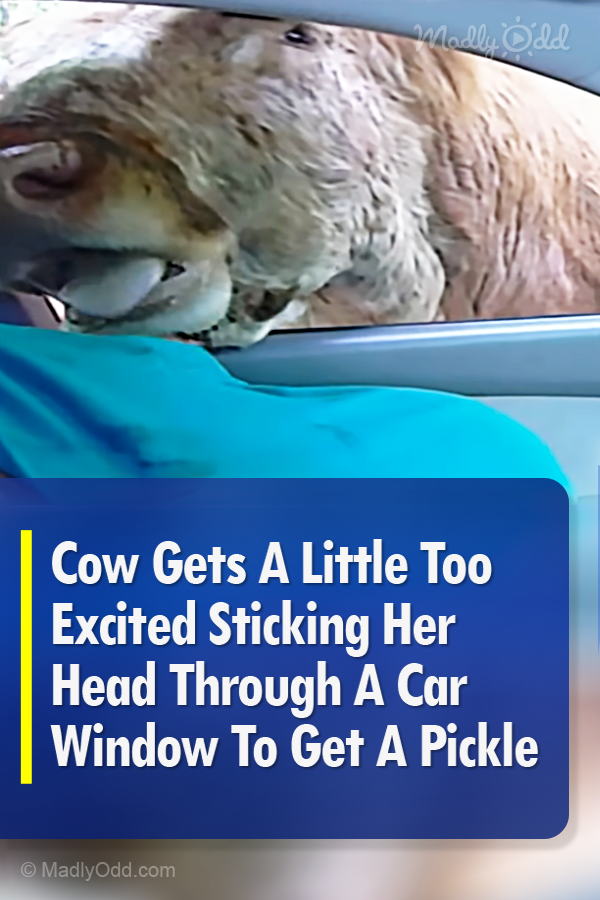 Cow Gets A Little Too Excited Sticking Her Head Through A Car Window To Get A Pickle