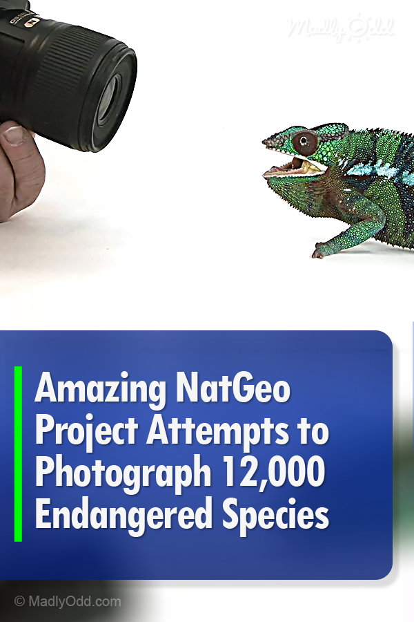 Amazing NatGeo Project Attempts to Photograph 12,000 Endangered Species