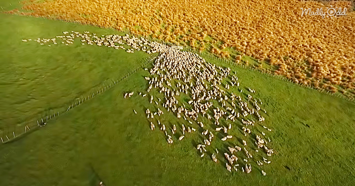 30106-OG1-Drone-Footage-Of-Sheep-Herding-in-New-Zealand-Is-Mesmerizing