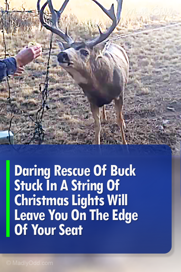 Daring Rescue Of Buck Stuck In A String Of Christmas Lights Will Leave You On The Edge Of Your Seat