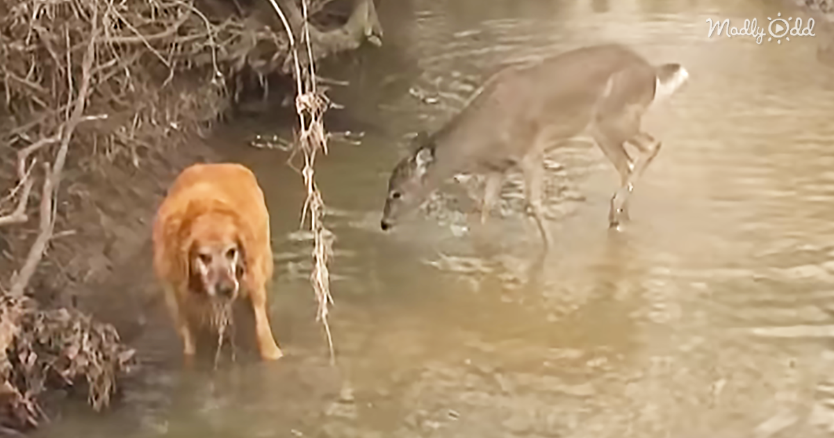43652-OG3-Deer-Playfully-Romps-In-The-River-But-Is-Ignored-By-Her-Doggie-Friend