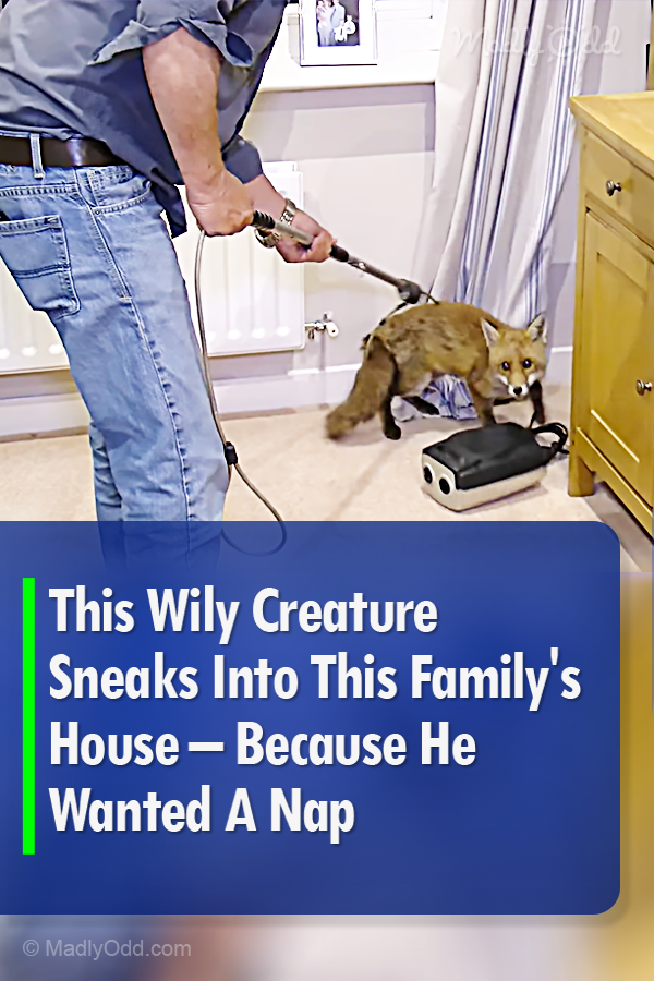 This Wily Creature Sneaks Into This Family\'s House – Because He Wanted A Nap