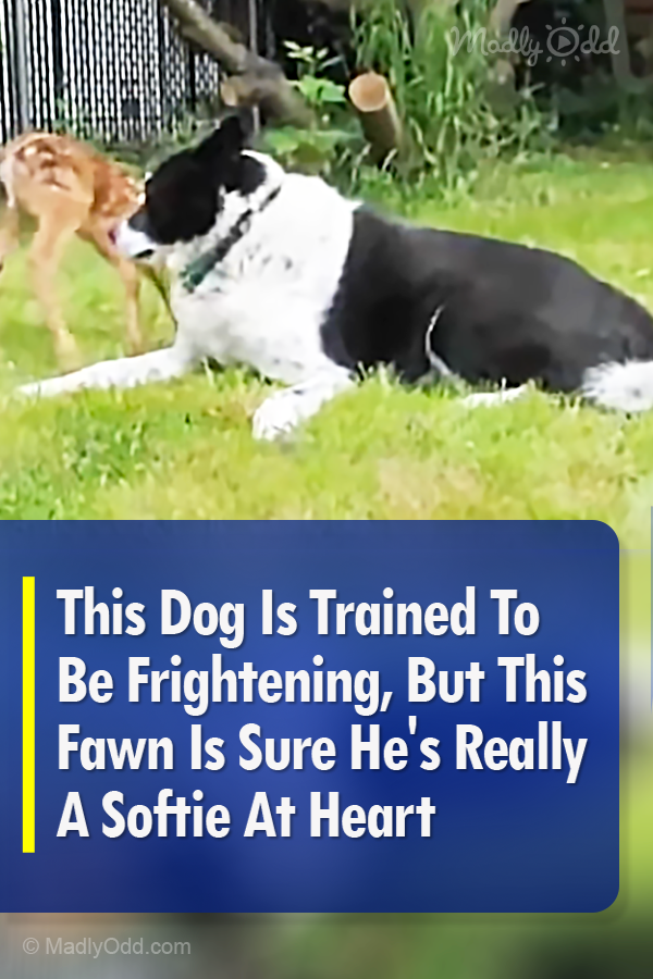 This Dog Is Trained To Be Frightening, But This Fawn Is Sure He\'s Really A Softie At Heart