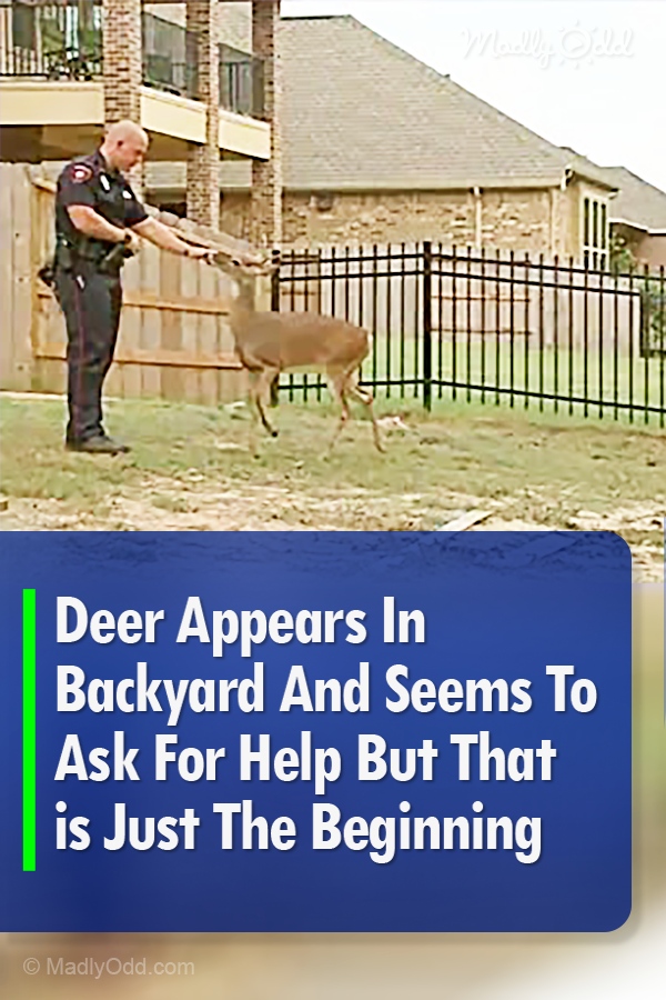 Deer Appears In Backyard And Seems To Ask For Help But That is Just The Beginning