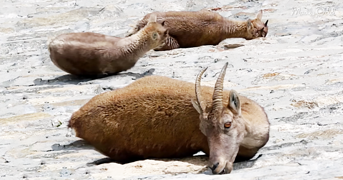 68271-OG1-Alpine-Goats-Look-As-If-They-Are-Laying-Down-Until-The-Camera-Zooms-Out