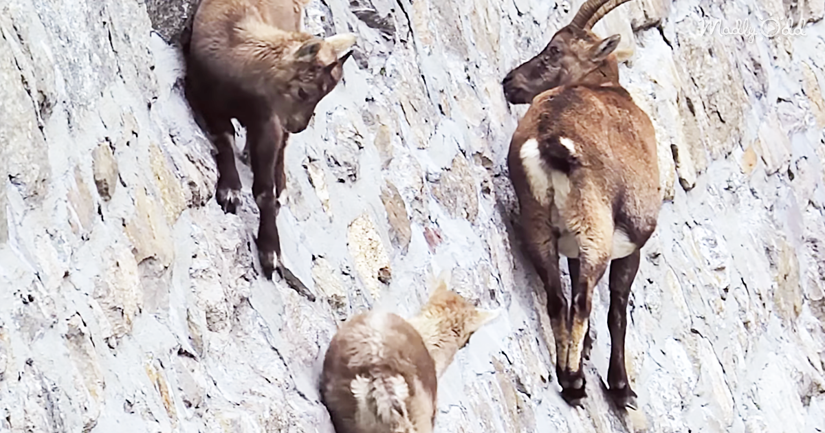 68271-OG3-Alpine-Goats-Look-As-If-They-Are-Laying-Down-Until-The-Camera-Zooms-Out