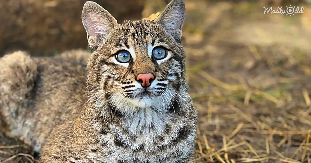 The folks at Big Cat Rescue have been raising Flint the disabled Bobcat, but now he needs a forever home.