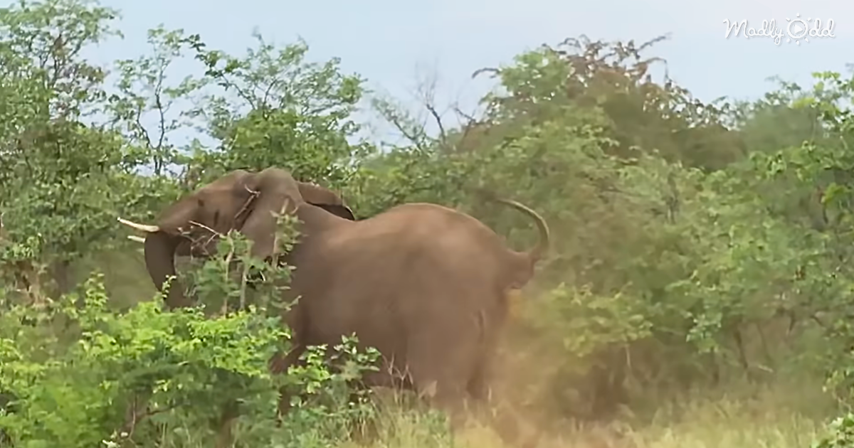 Terrifying Elephant Stampede Frightens Tourists In South Africa