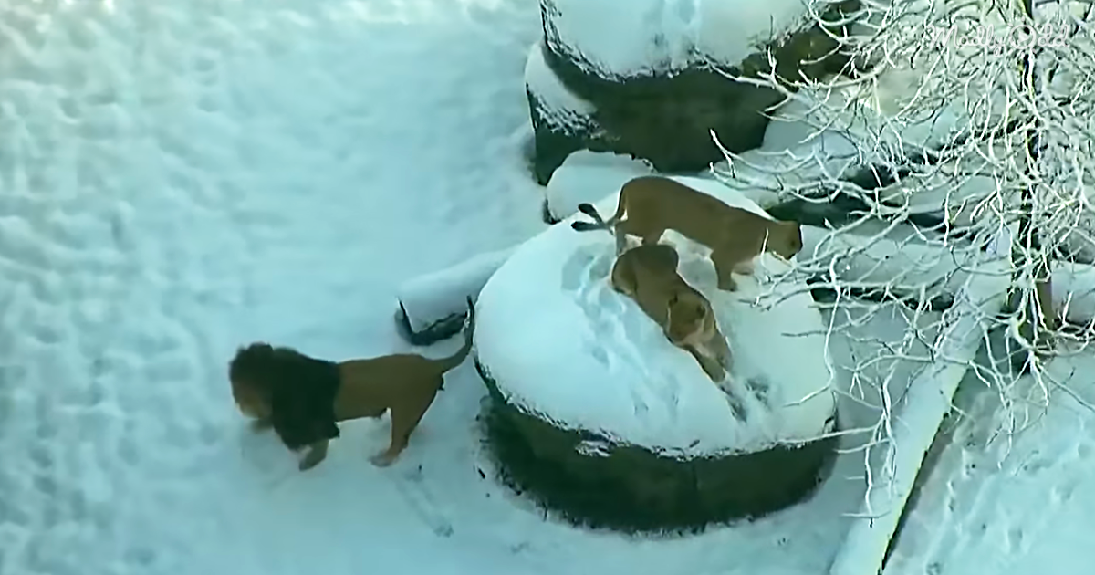 The Giant Cats Show Their Playful Side As They Frolic In The Snow