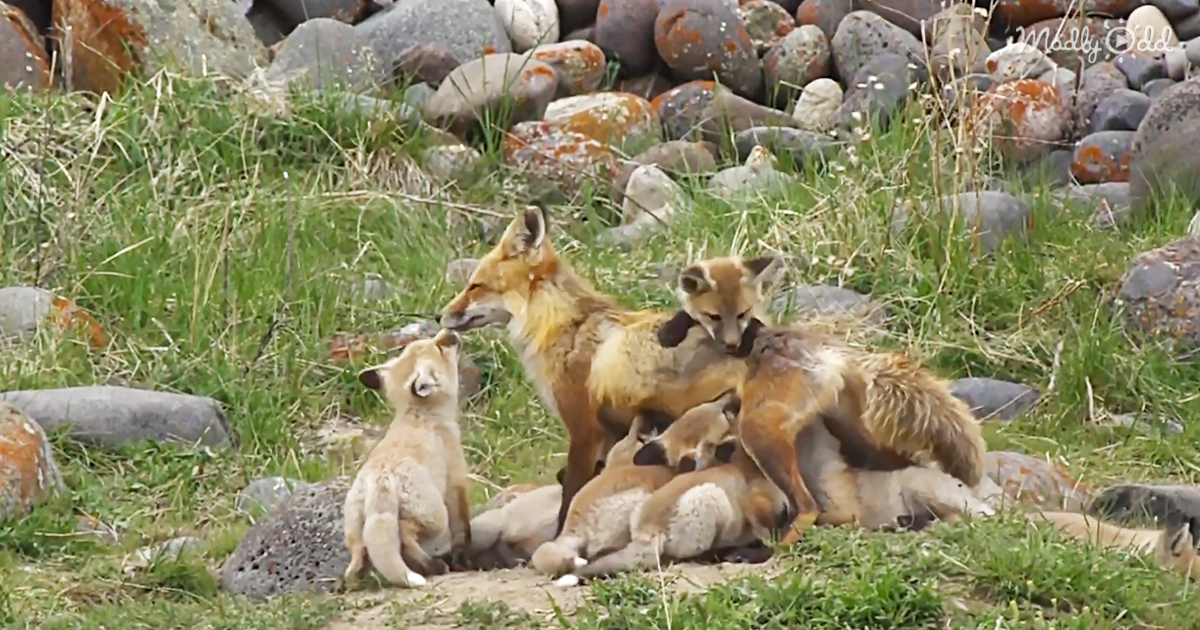Red Fox Mom Cares For A Baker’s Dozen Of Babies All By Herself