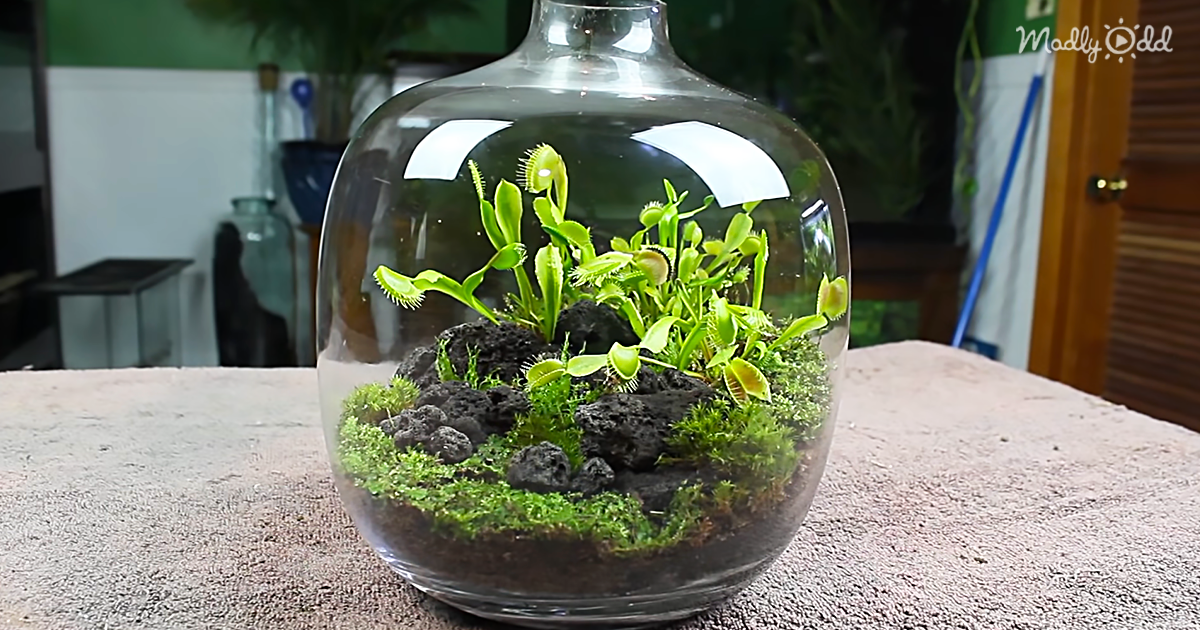 This Venus Fly Trap Terrarium Is Beautiful And Deadly