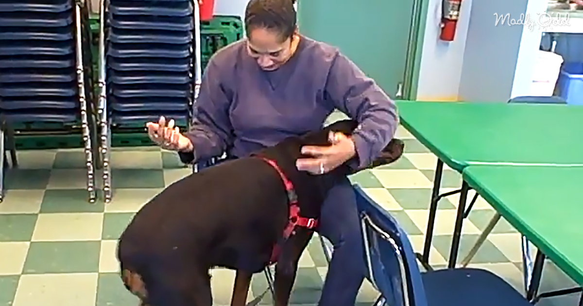 Rottweiler and Owner Reunited