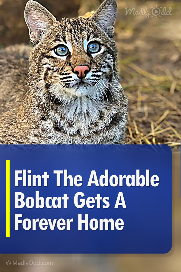 Flint The Adorable Bobcat Gets A Forever Home
