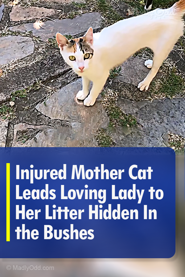 Injured Mother Cat Leads Loving Lady to Her Litter Hidden In the Bushes