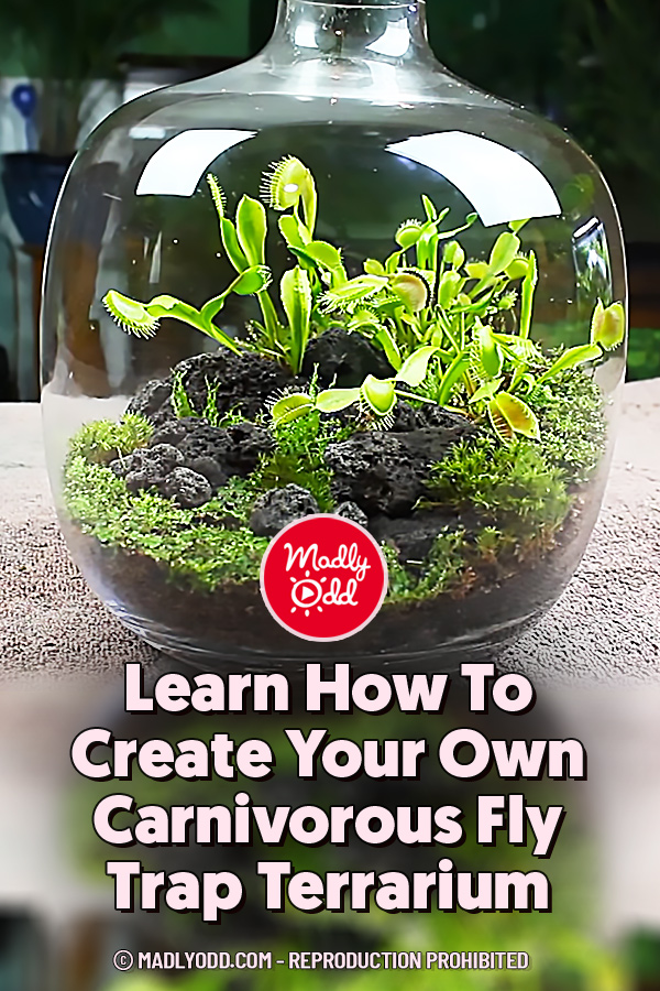 Learn How To Create Your Own Carnivorous Fly Trap Terrarium
