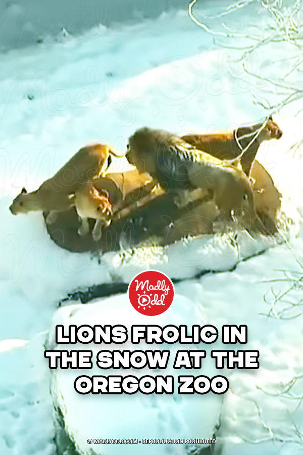 Lions Frolic In The Snow At The Oregon Zoo