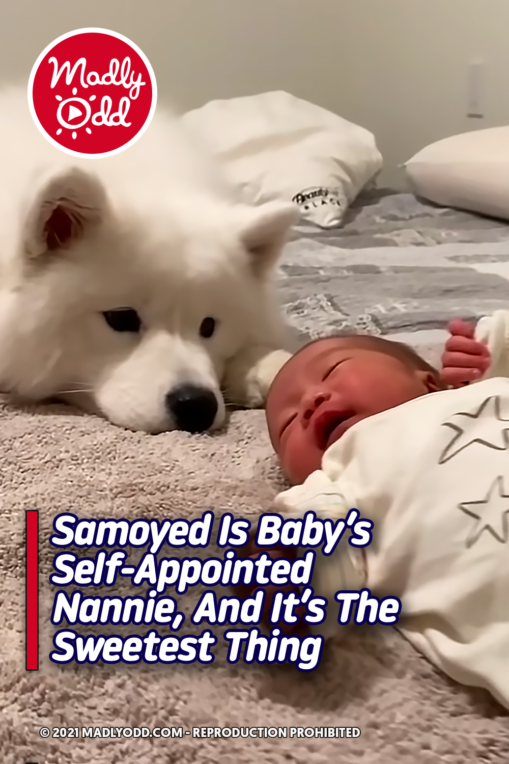 Samoyed Is Baby’s Self-Appointed Nannie, And It’s The Sweetest Thing