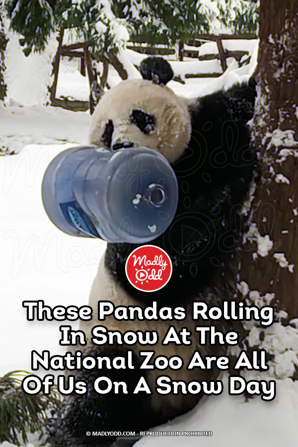 These Pandas Rolling In Snow At The National Zoo Are All Of Us On A Snow Day