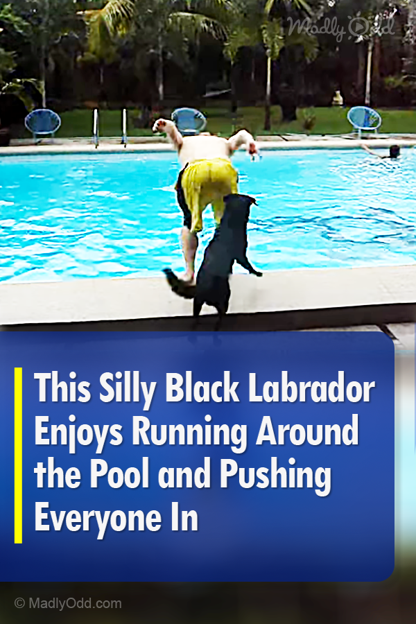 This Silly Black Labrador Enjoys Running Around the Pool and Pushing Everyone In