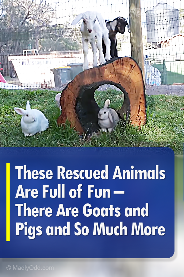 These Rescued Animals Are Full of Fun – There Are Goats and Pigs and So Much More