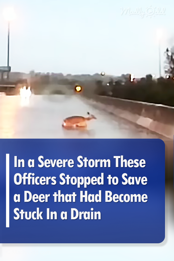 In a Severe Storm These Officers Stopped to Save a Deer that Had Become Stuck In a Drain