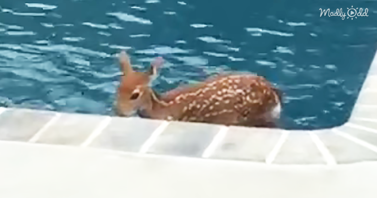 63282-OG2-It-Was-a-Bit-Hot-on-This-Summer’s-Day-so-This-Deer-Decided-to-Go-For-a-Swim