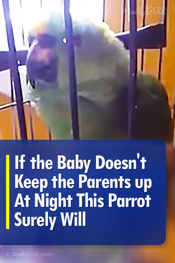 If the Baby Doesn\'t Keep the Parents up At Night This Parrot Surely Will