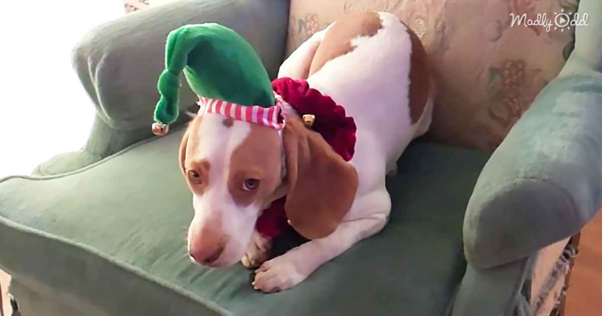 8852-OG1-Maymo-the-Beagle-Isn’t-a-Fan-of-Christmas-Costumes-but-He-Sure-Loves-His-Stocking