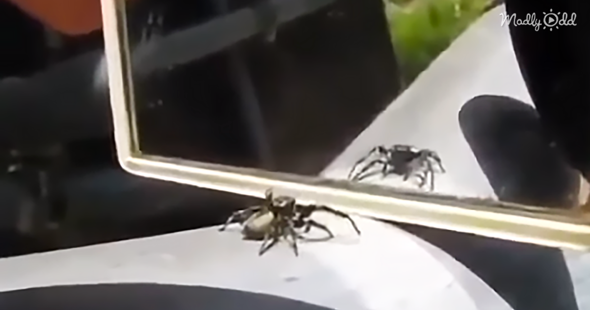 Spider Has The Most Adorable Reaction When Seeing Itself In A Mirror